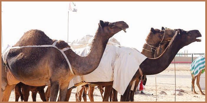 مهرجان سلطان بن زايد التراثي يحول الصحراء إلى كرنفالعشرات القصائد المشاركة .. والكثير من الفعاليات المصاحبة